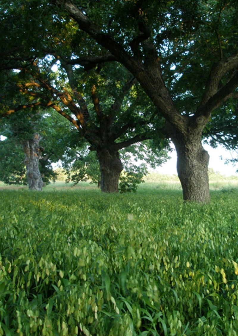 River Oats