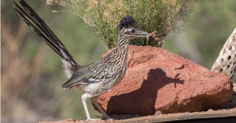 Roadrunners eat more than insects Roadrunners eat more than insects