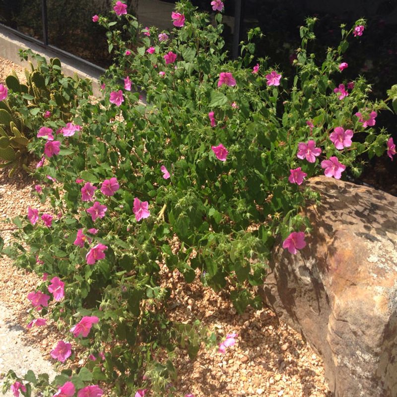 Rock Rose (Pavonia) Rock Rose (Pavonia)