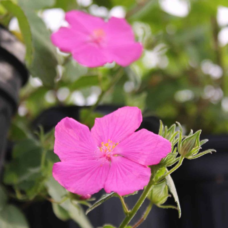 Rock Rose Rock Rose