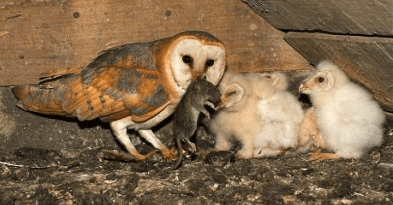 Rodenticide exposure is a real concern, but it does not explain every absent owl Rodenticide exposure is a real concern, but it does not explain every absent owl