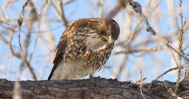 Rodenticides can put a hunting hawk at risk