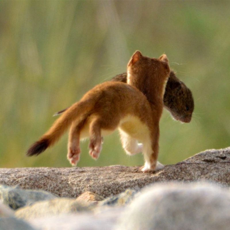 Rodents are on the menu, but a sighting is not proof of pest control