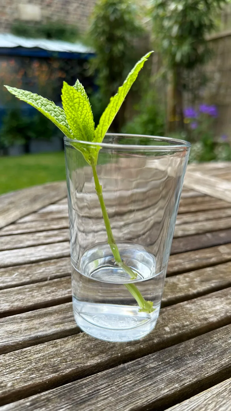 Root Mint in a Simple Glass of Water Root Mint in a Simple Glass of Water