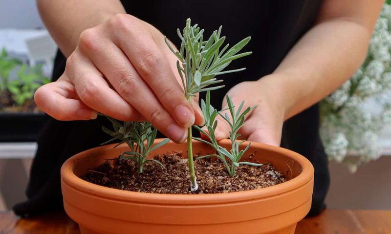 Root New Cuttings to Replace the Oldest Plants