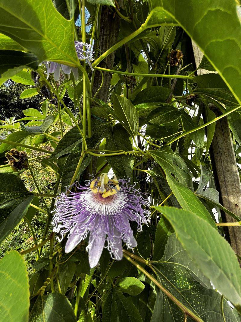 Root suckers can carry the vine beyond its intended area