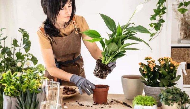 Rootbound Pot Rootbound Pot