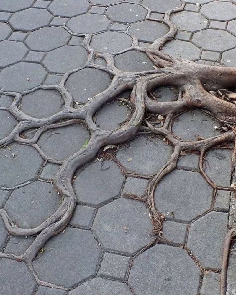 Roots need room beyond the trunk