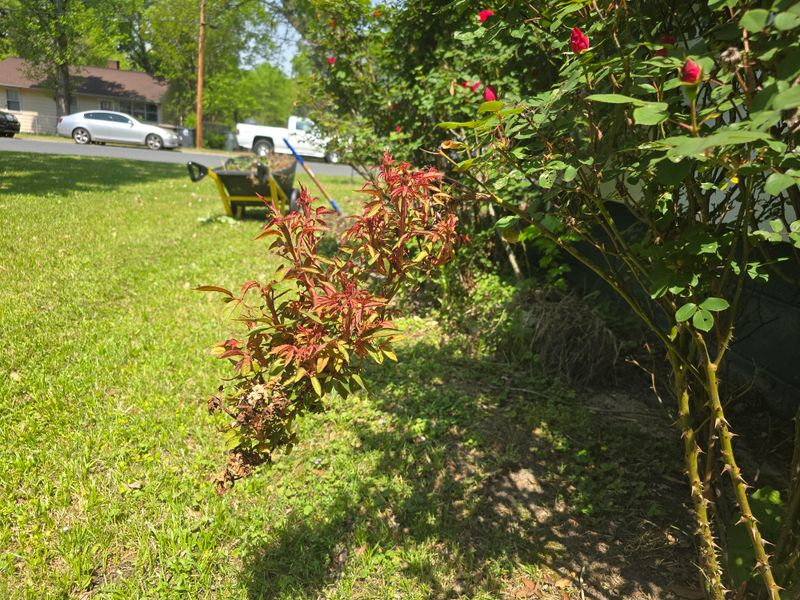 Rose rosette disease affects roses, not plants generally Rose rosette disease affects roses, not plants generally