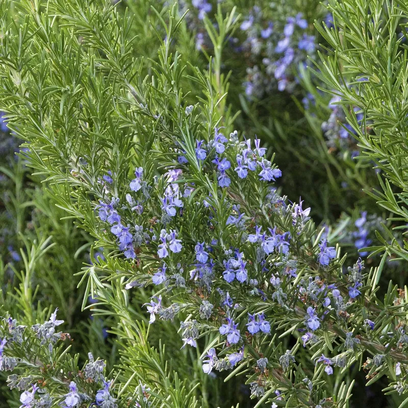 Rosemary Rosemary