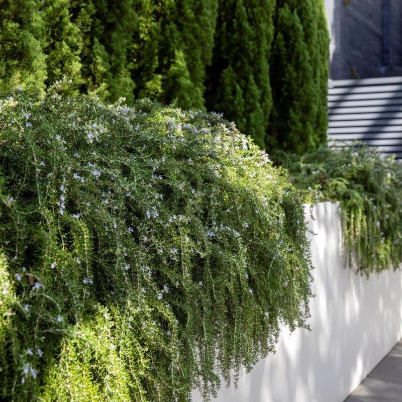 Rosemary Rosemary