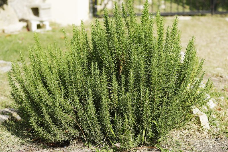 Rosemary (Salvia rosmarinus) Rosemary (Salvia rosmarinus)