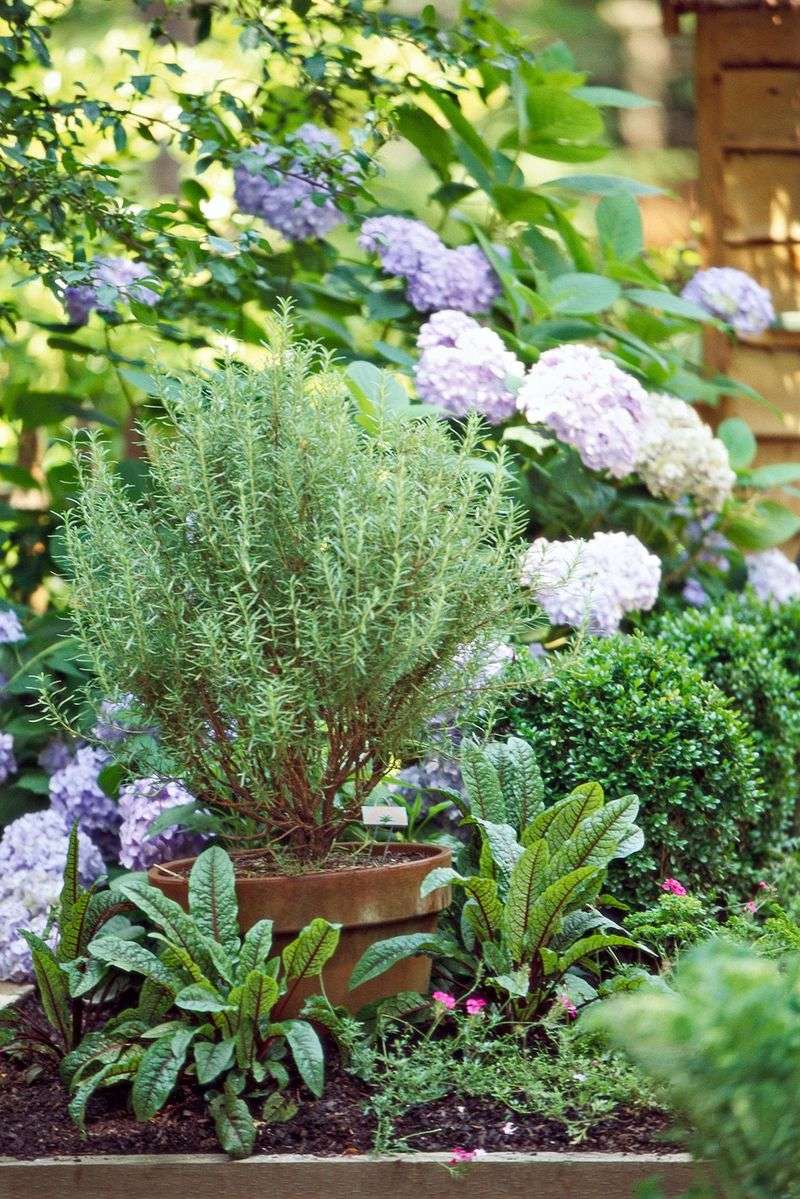 Rosemary offers evergreen foliage and edible leaves Rosemary offers evergreen foliage and edible leaves