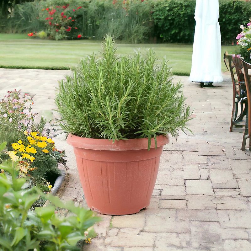 Rosemary