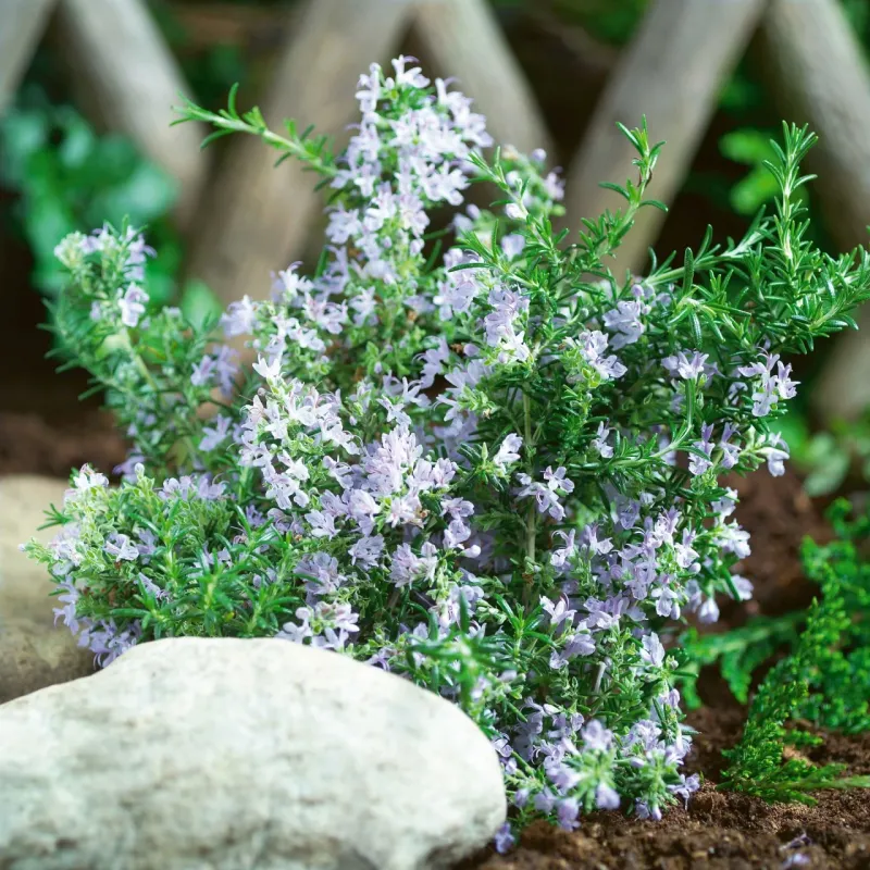 Rosemary Rosemary