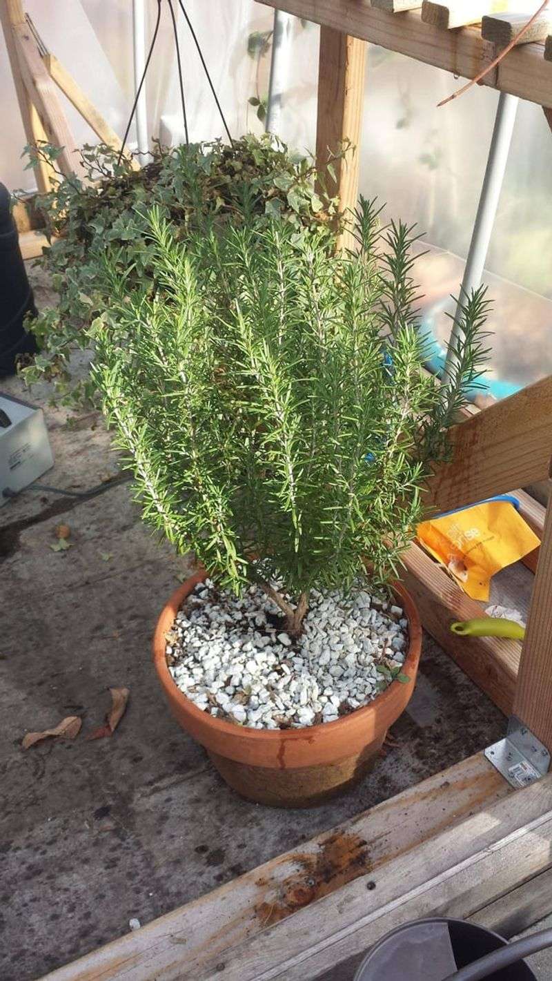 Rosemary’s winter survival depends on location Rosemary’s winter survival depends on location