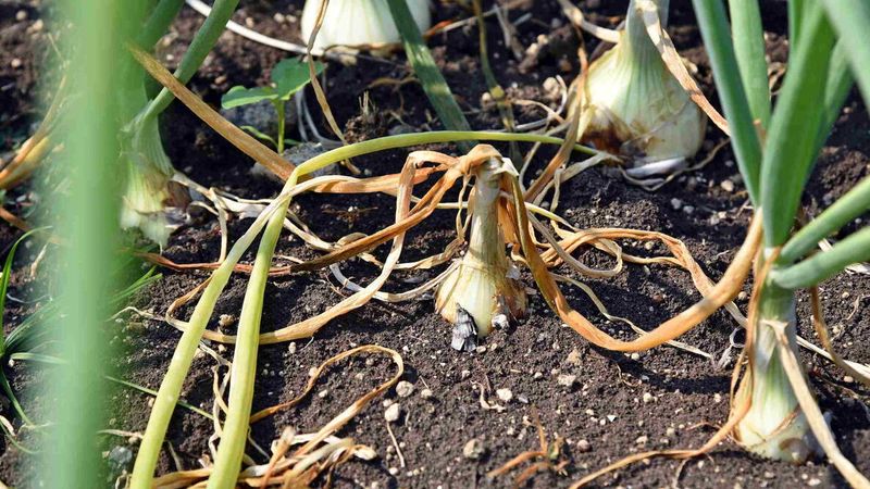 Rot needs diagnosis, not a timing guess Rot needs diagnosis, not a timing guess
