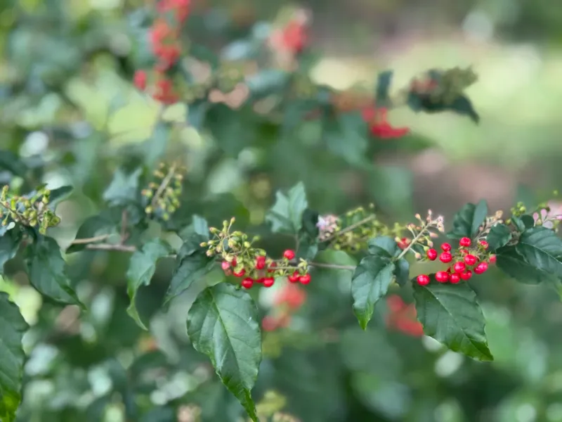 Rouge Plant