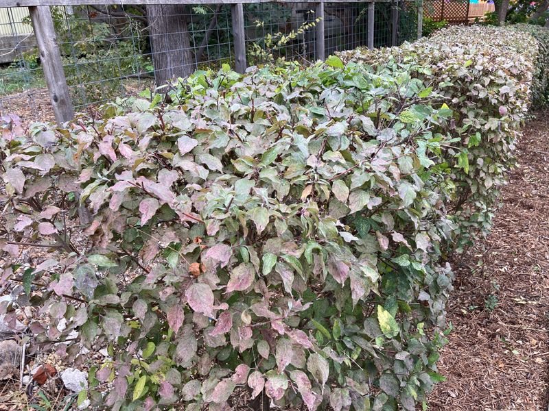 Rough-Leaf Dogwood