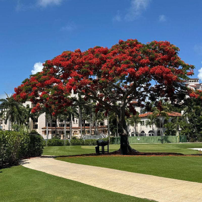 Royal Poinciana Royal Poinciana