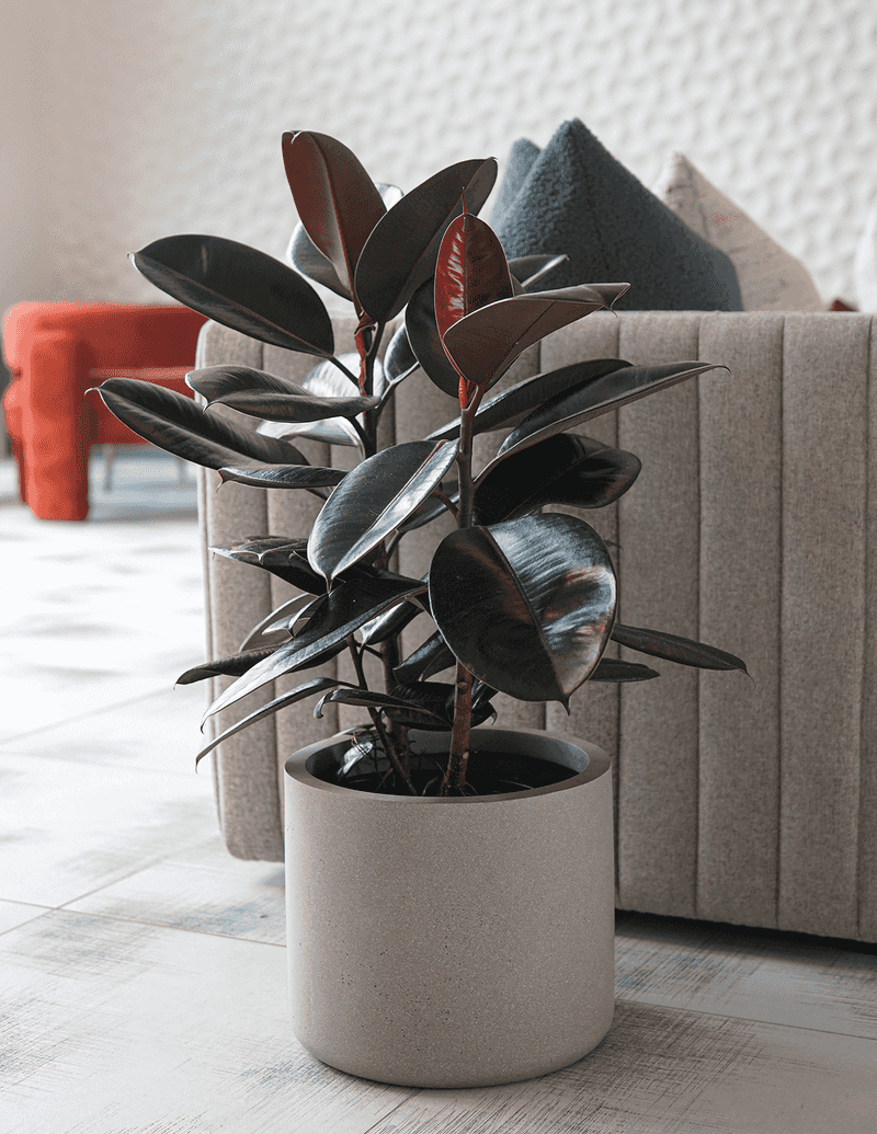 Rubber Plant
