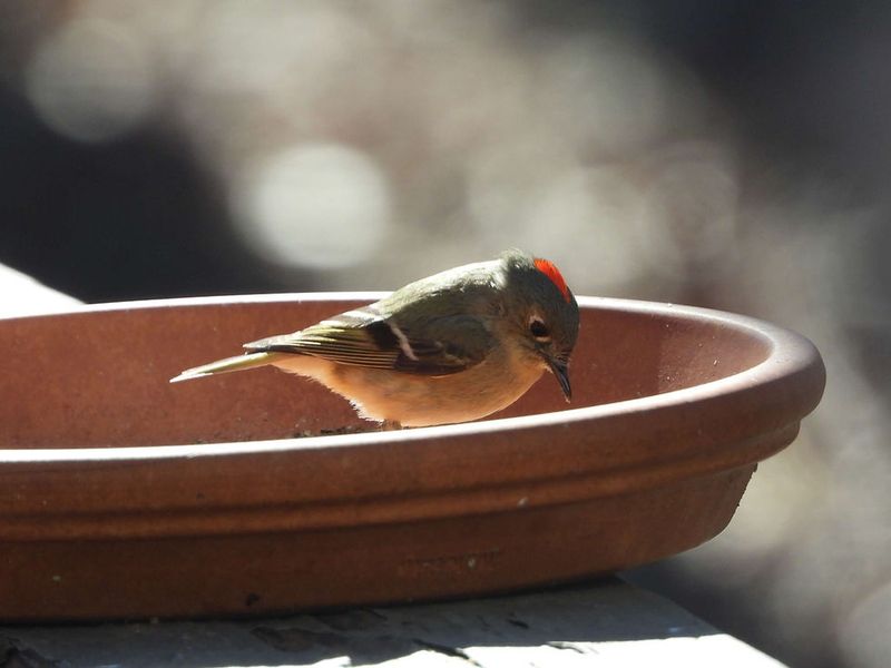 Ruby-crowned Kinglet