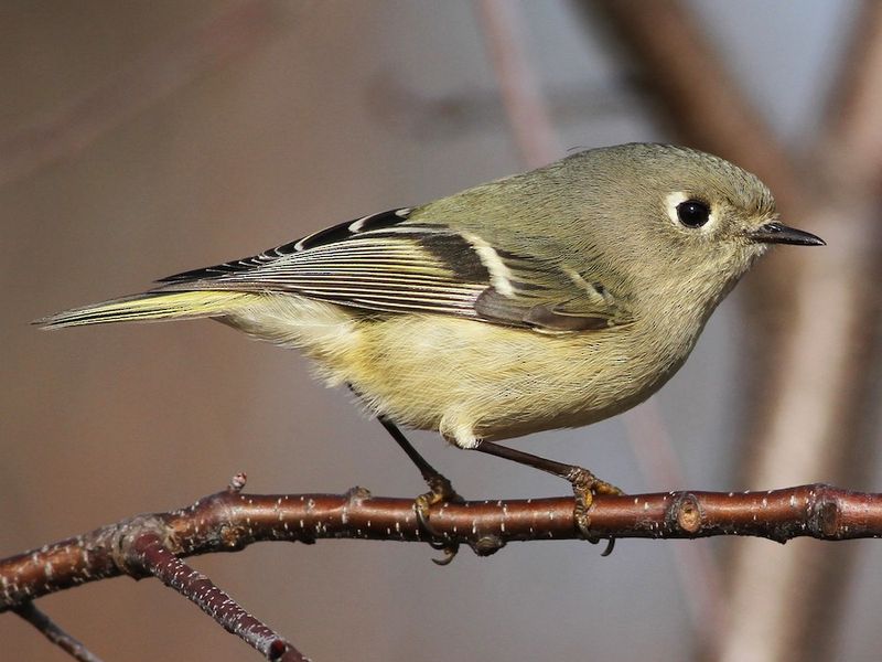 Ruby-crowned Kinglet