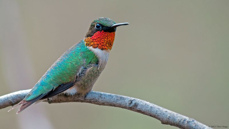 Ruby-throated Hummingbirds are possible fall visitors