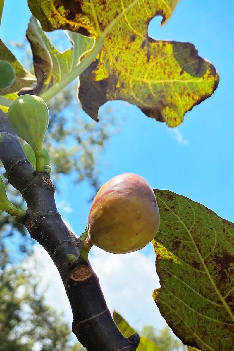 Rust mainly affects foliage, not fruit directly