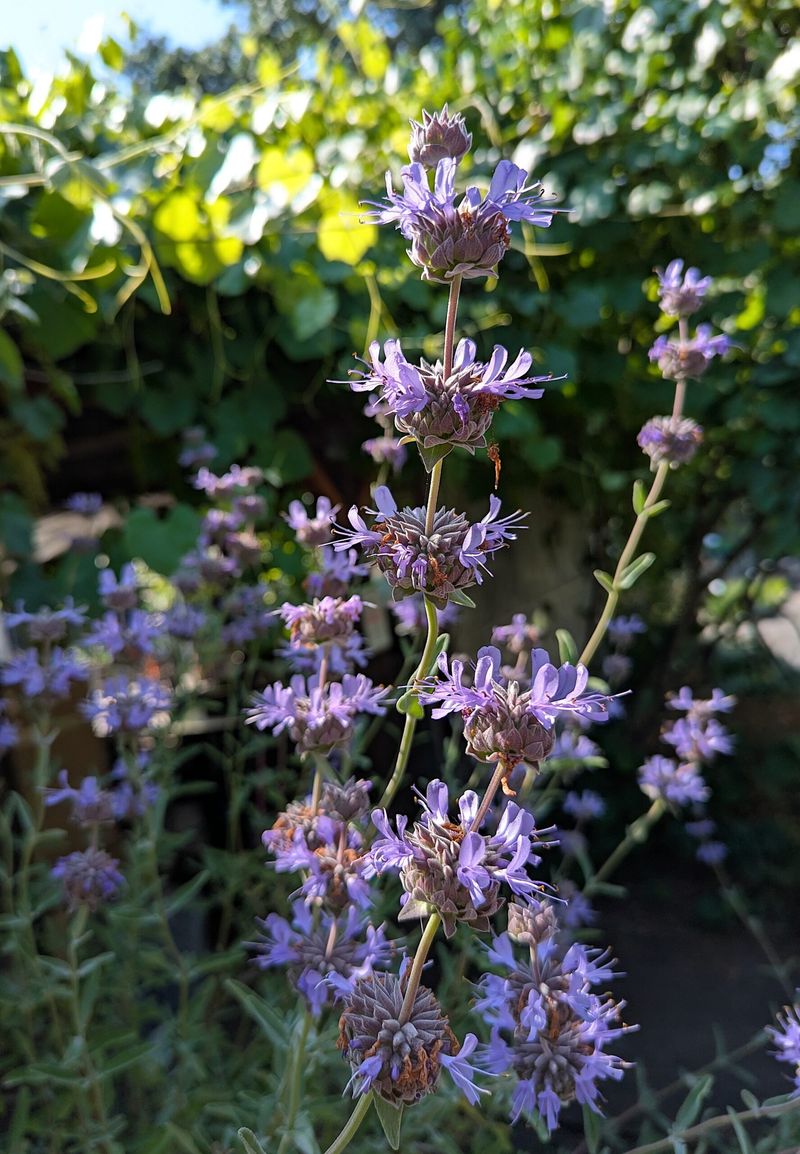 Sages (Salvia species) Sages (Salvia species)