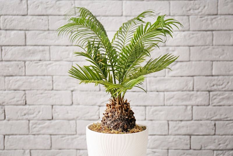 Sago Palm