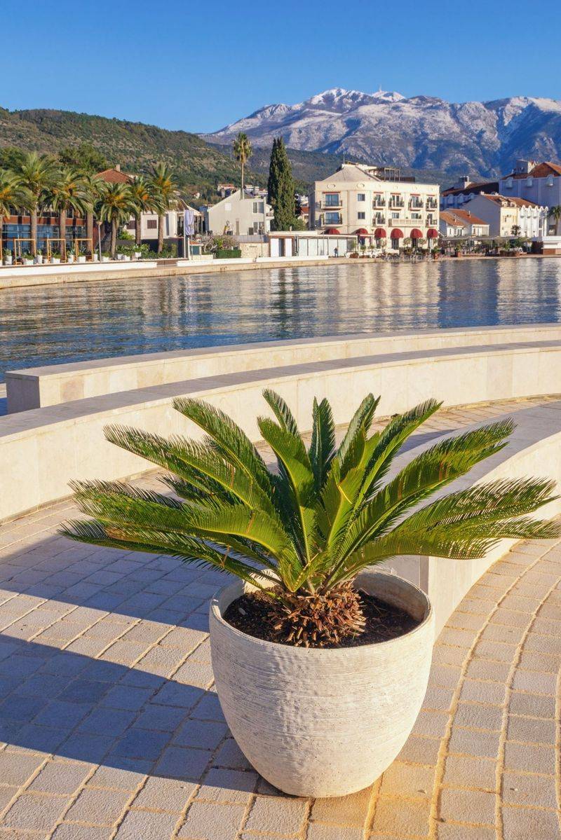 Sago Palm