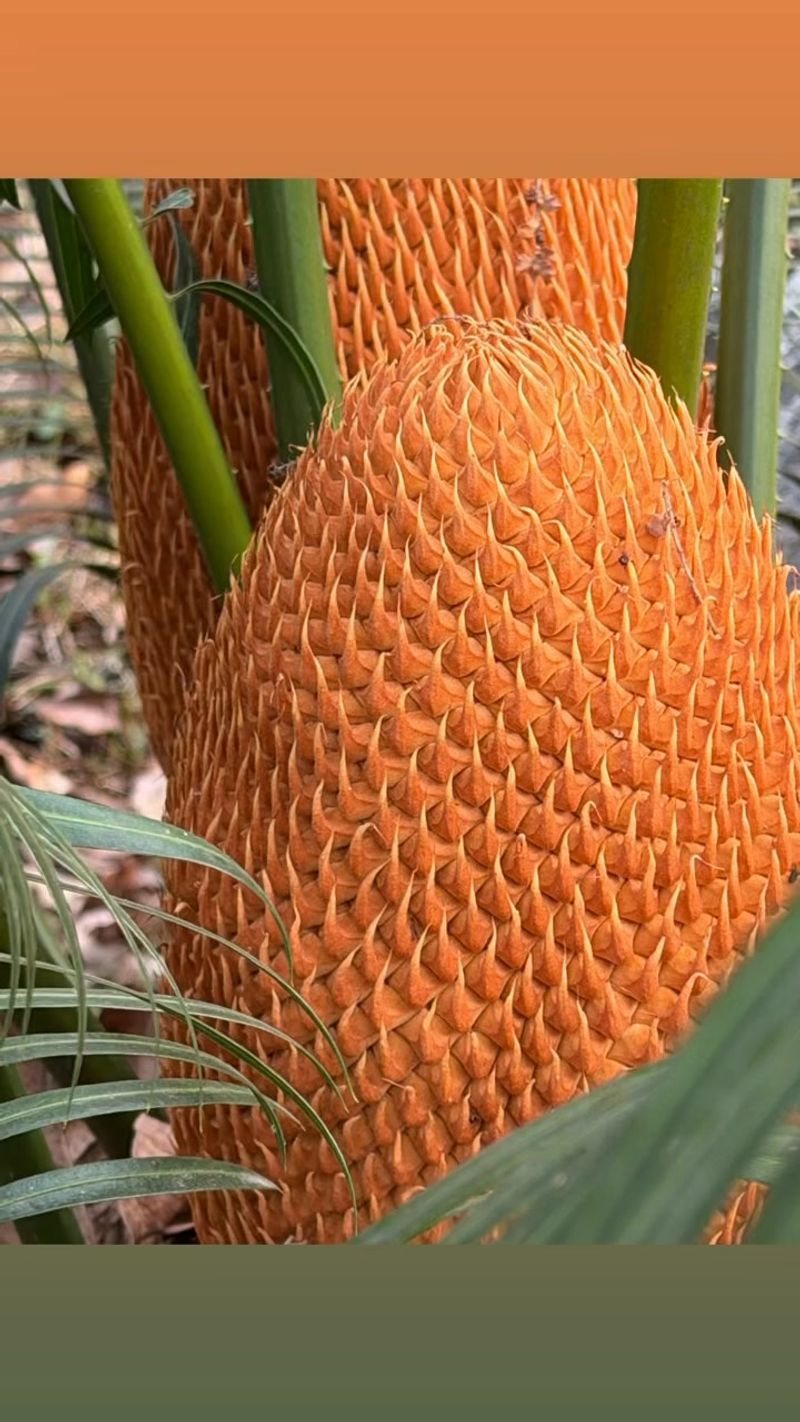 Sago Palm