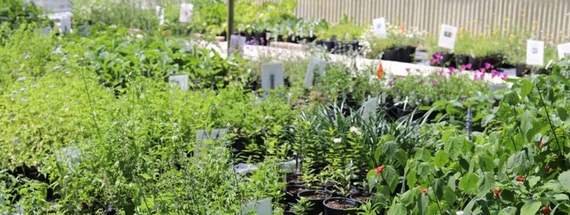 San Antonio Botanical Garden Sale