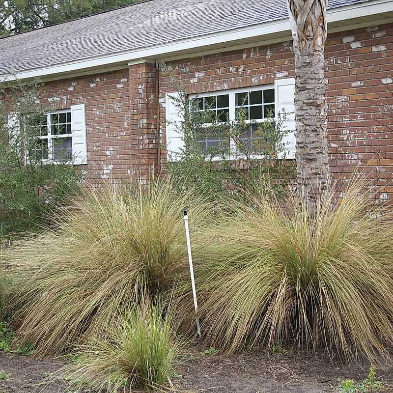 Sand Cordgrass