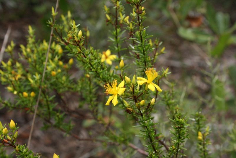 Sandhill St. John's Wort