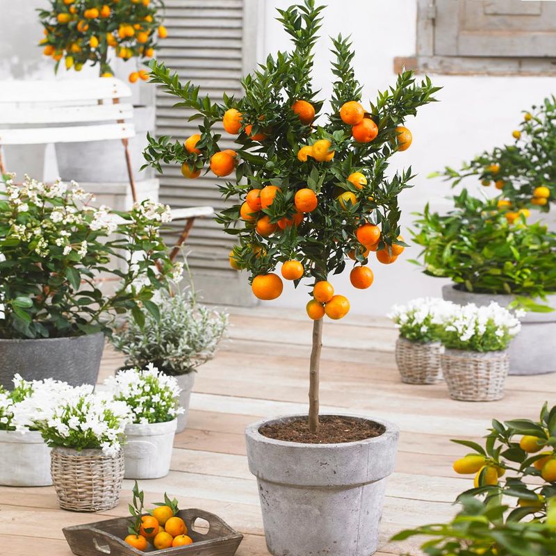 Satsuma Mandarin