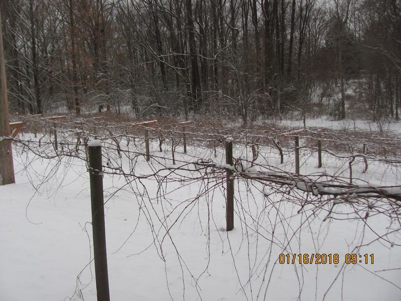 Save major pruning for the dormant season
