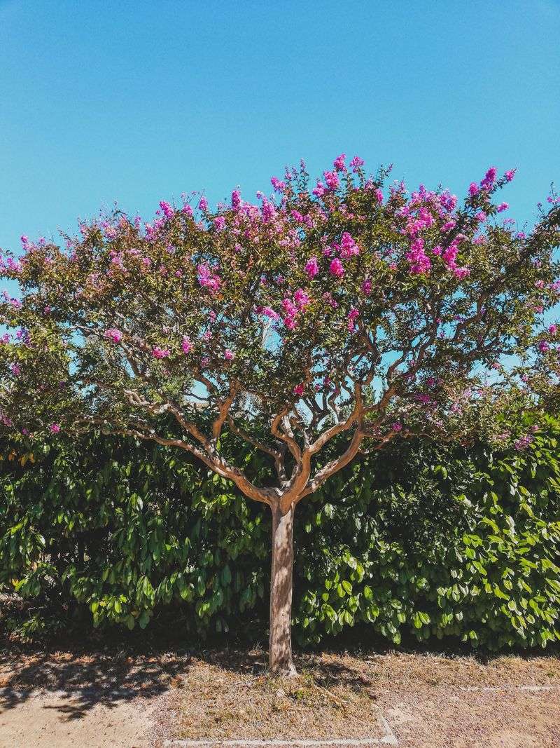 Save substantial pruning for late winter or early spring