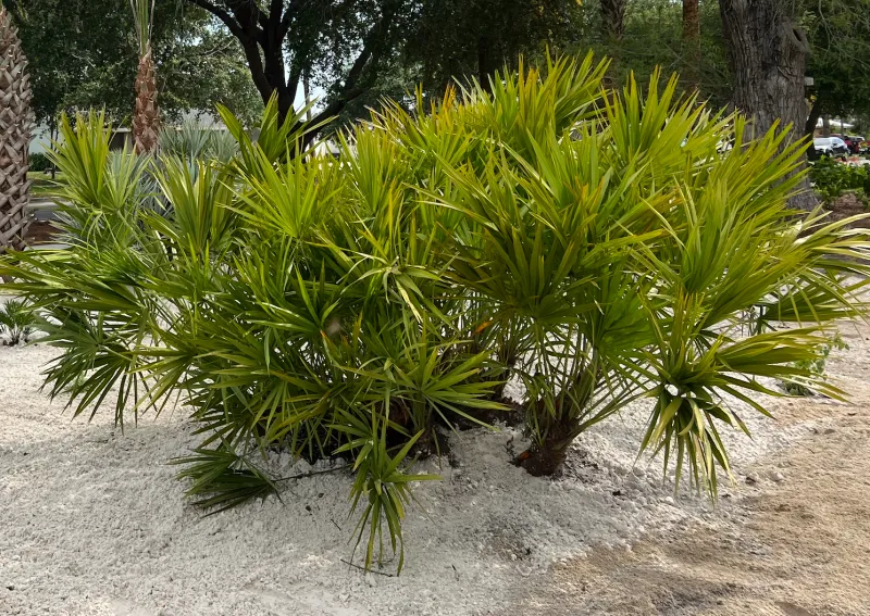 Saw Palmetto