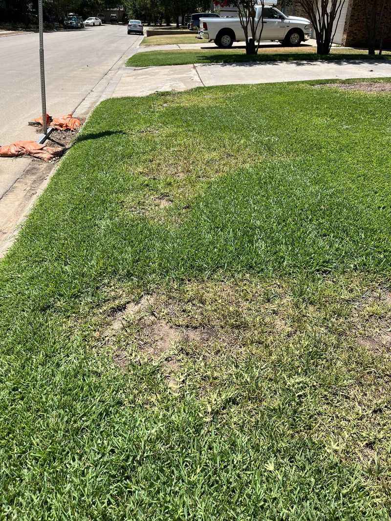 Scalping the Lawn Too Early Scalping the Lawn Too Early