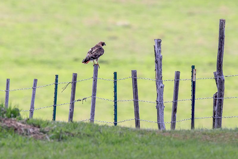Scan open country for a hovering or perched hawk