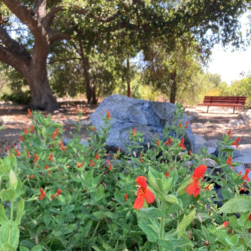 Scarlet Monkeyflower (Erythranthe cardinalis)