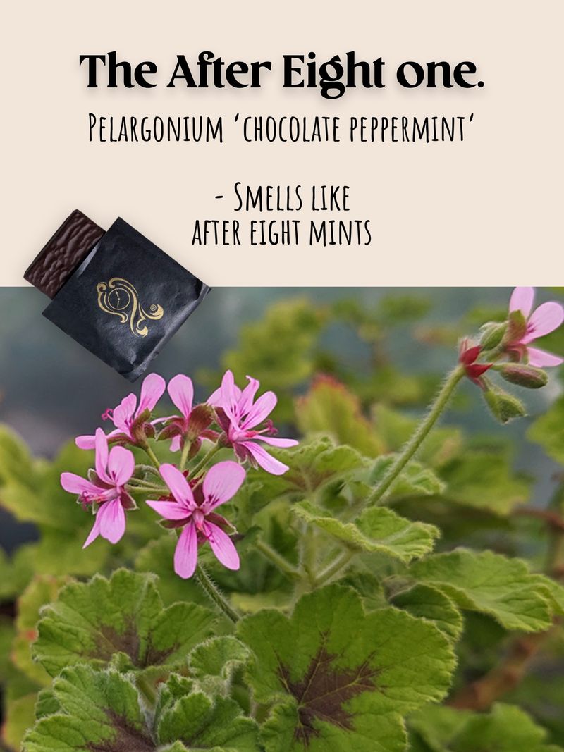 Scented Geranium