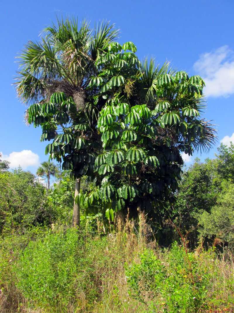 Schefflera poses a regional escape concern, not a statewide planting ban