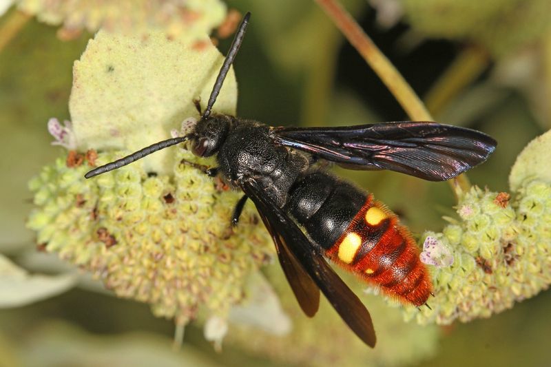 Scoliid wasps parasitize beetle grubs Scoliid wasps parasitize beetle grubs
