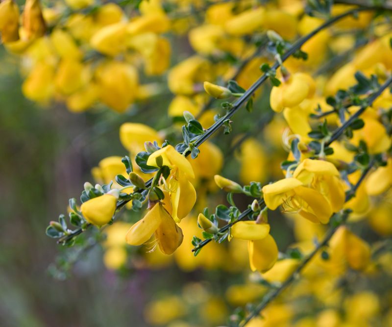 Scotch and French Broom