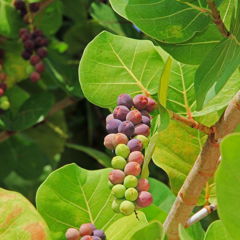 Sea Grape Sea Grape