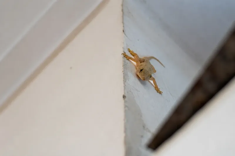 Seal gaps if geckos enter the house