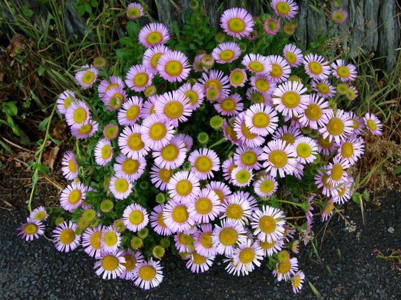 Seaside Daisy (Erigeron glaucus) Seaside Daisy (Erigeron glaucus)